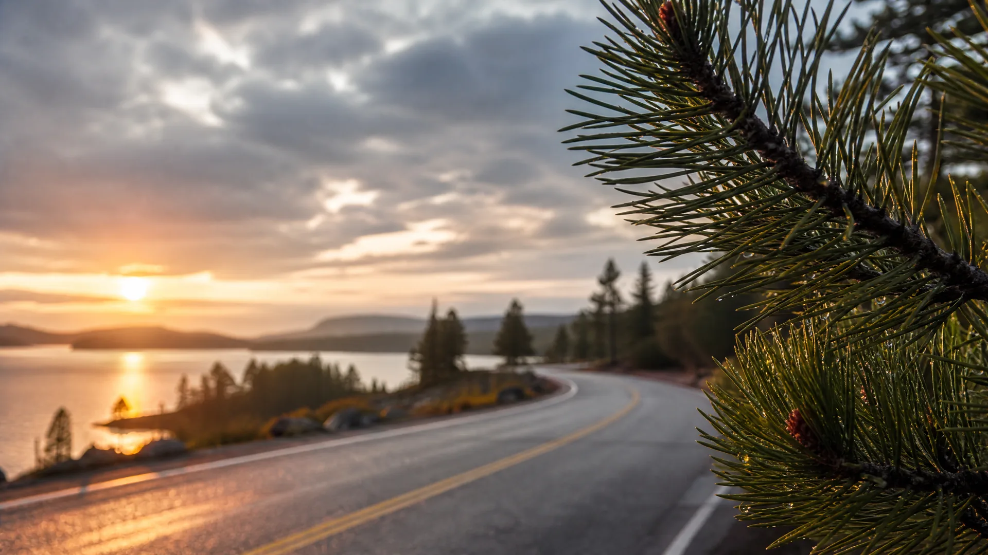 A curving two-lane road with a yellow centre line runs beside a lake at sunrise or sunset, with low hills on the horizon, conifers along the shore, and a dew-covered pine branch in sharp focus filling the right side of the frame.